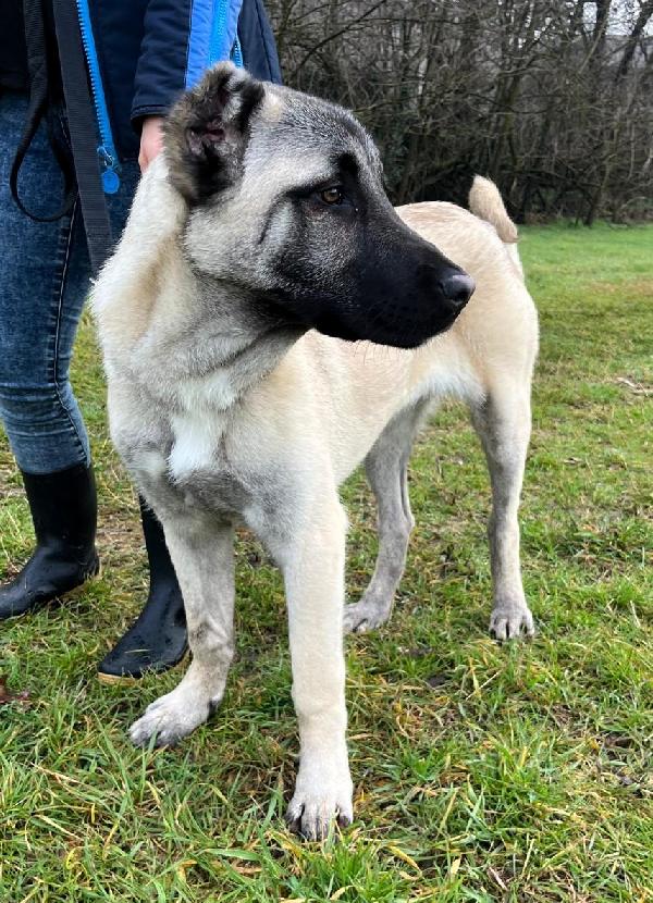 ATHENA STUPENDA CUCCIOLA Foto 2